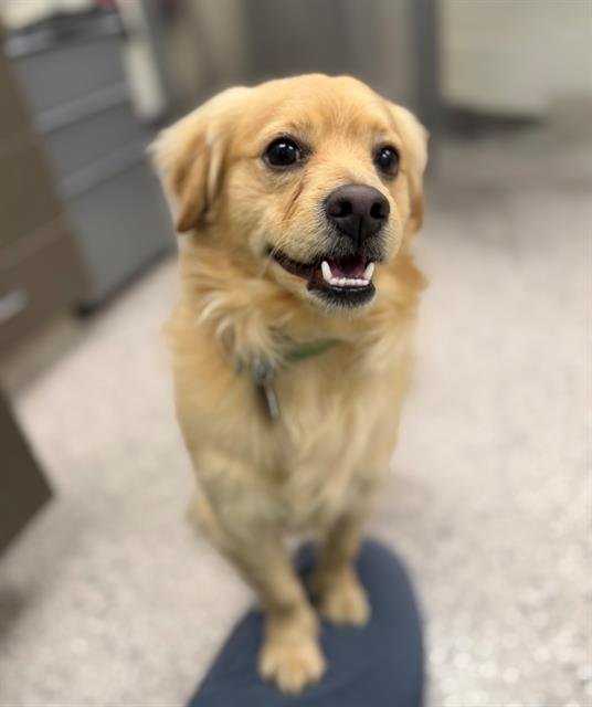 *FERRIS - Chihuahua available for adoption