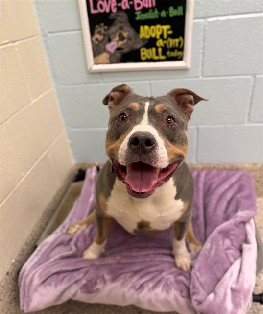 *POOKIE - Pit Bull Terrier available for adoption