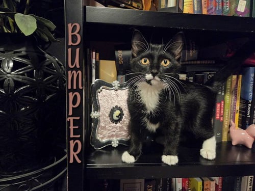 *BUMPER - Domestic Short Hair available for adoption