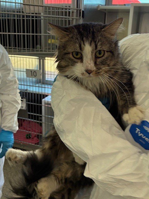 *JUSTIN - Domestic Medium Hair for adoption in Boulder