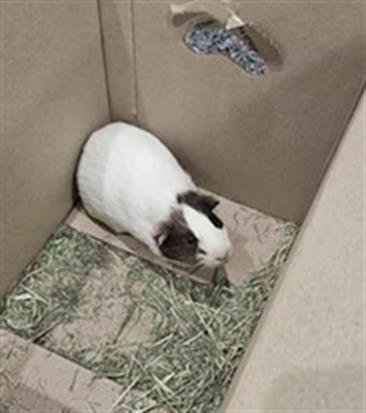 HANK - Guinea Pig available for adoption