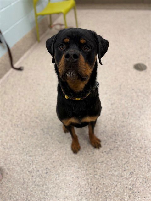 DOZER - Rottweiler available for adoption