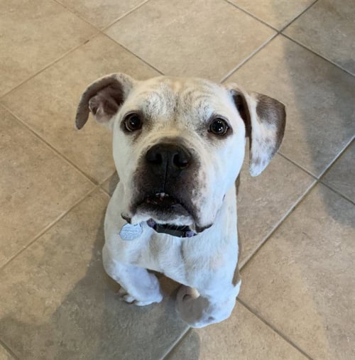 TONKA - American Bulldog available for adoption