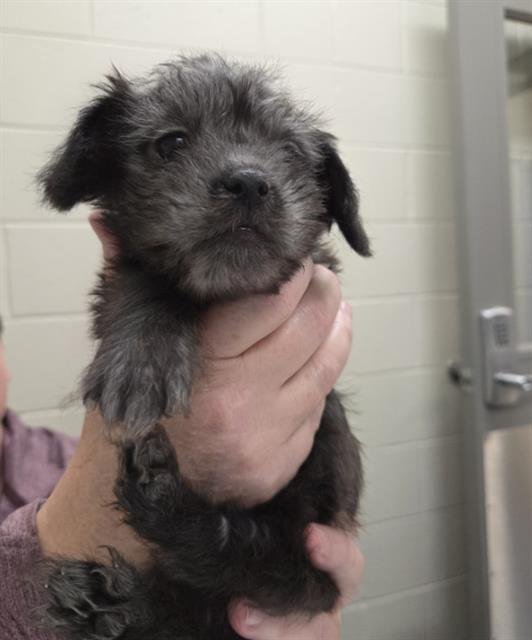 *BOLT - Chihuahua available for adoption