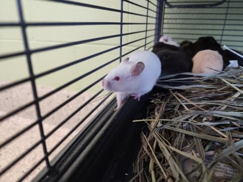 *AURA - Hamster available for adoption
