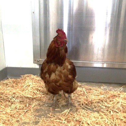 *XANDER - Chicken available for adoption