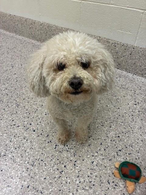 FLUFFY - Bichon Frise available for adoption