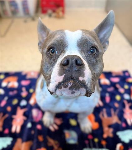 CHILINDRINA - Bulldog available for adoption
