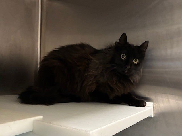 *VERMICELLI - Domestic Long Hair available for adoption