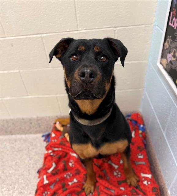 DIESEL - Rottweiler available for adoption