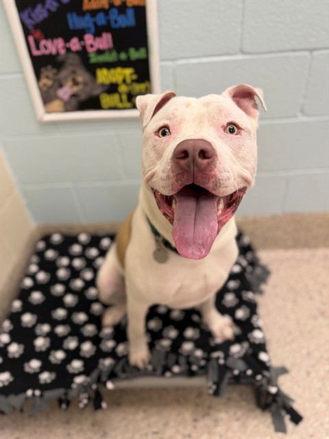 CASH - Pit Bull Terrier available for adoption