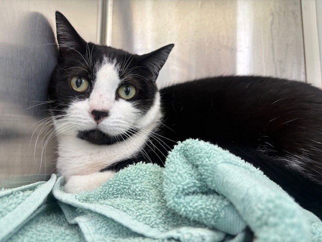 AURA - Domestic Short Hair available for adoption