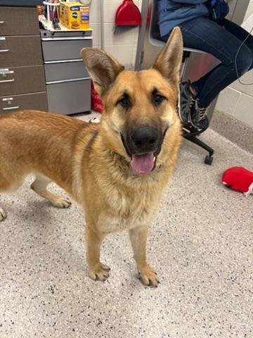 *TANGO - German Shepherd Dog available for adoption