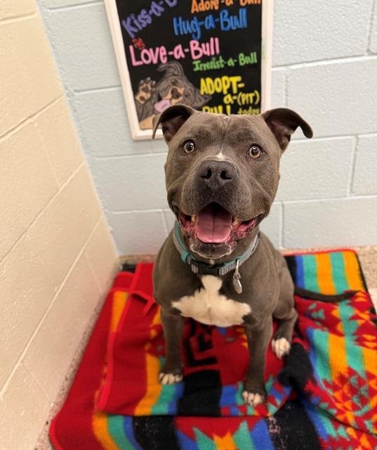 *ZIGGY - Pit Bull Terrier available for adoption