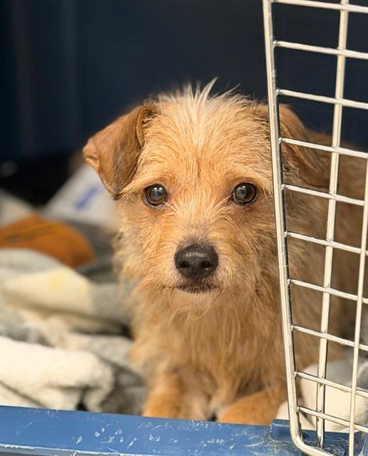 JOHNNY - Terrier available for adoption