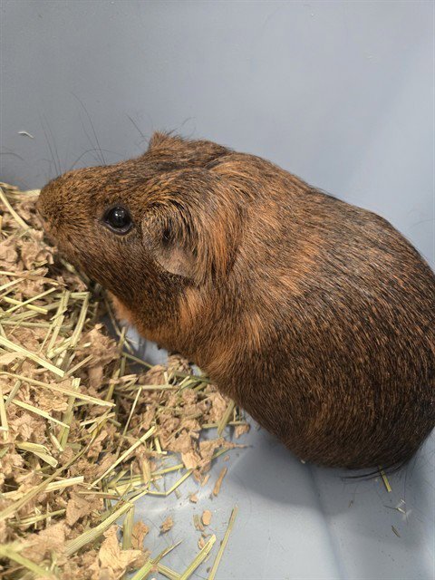 DAY DAY - Guinea Pig available for adoption