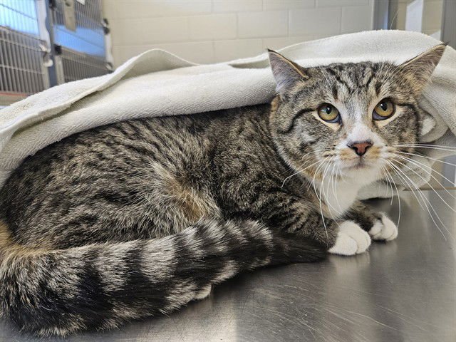 *BOBSLEIGH - Domestic Short Hair available for adoption