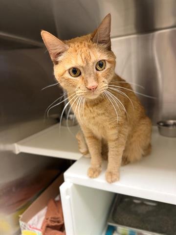 PUMPKIN - Domestic Short Hair available for adoption