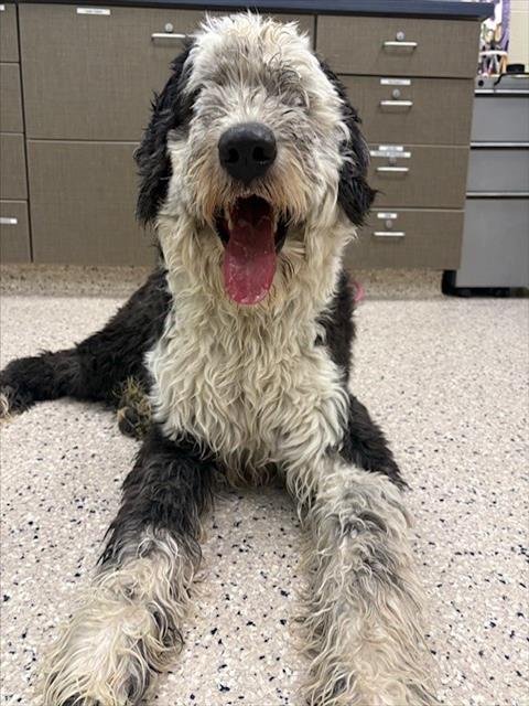 *RADLEY - Old English Sheepdog available for adoption