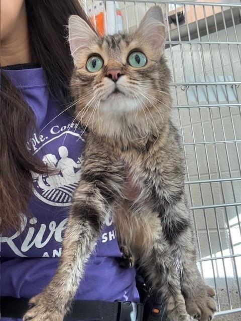 *NYX - Domestic Long Hair available for adoption