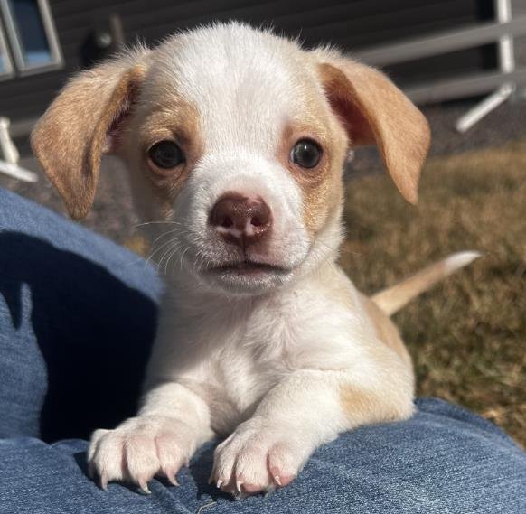 *ASTRO - Chihuahua available for adoption