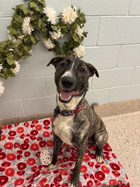 LEBRON - Bull Terrier available for adoption