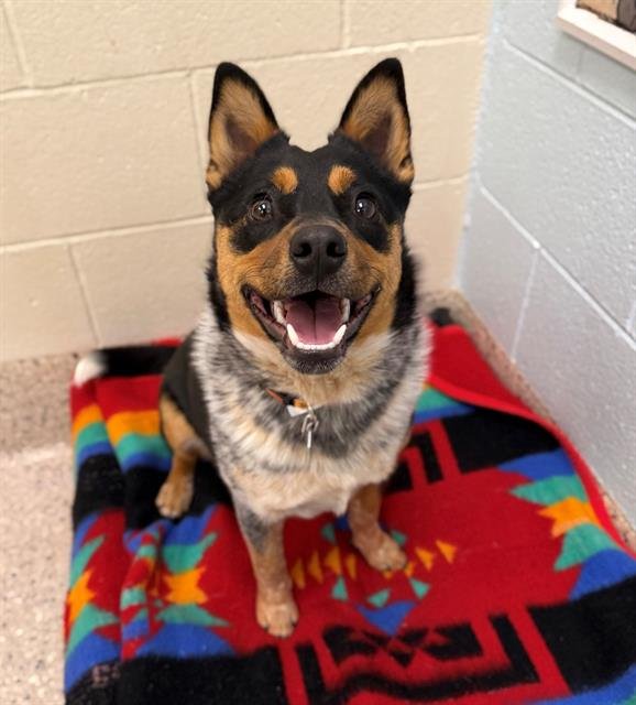 ROCCO - Australian Cattle Dog/Blue Heeler available for adoption