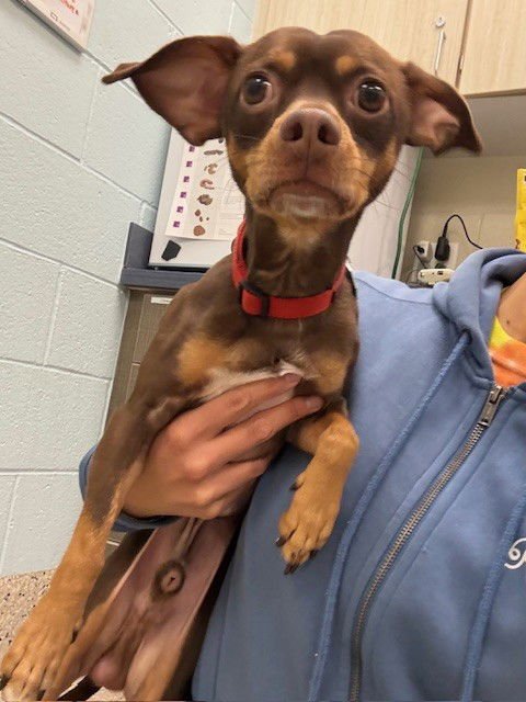 PACO - Chihuahua / Miniature Pinscher available for adoption