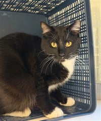 TUX - Photo 1