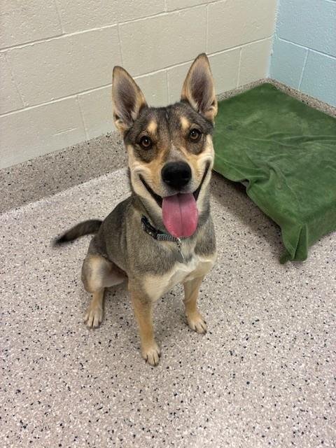 KIKI - German Shepherd Dog available for adoption