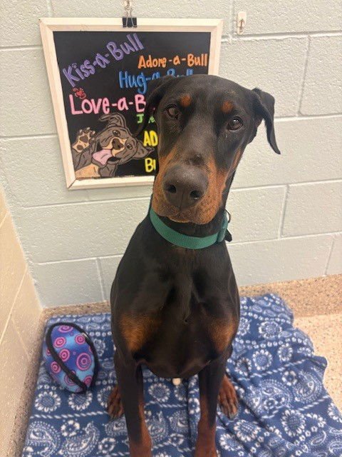 JACK - Doberman Pinscher available for adoption
