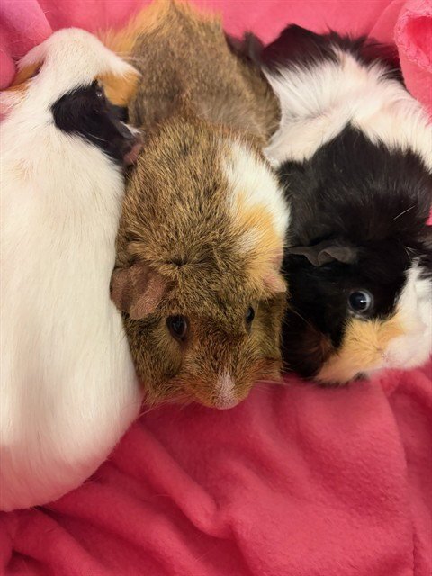 MOMO - Guinea Pig available for adoption