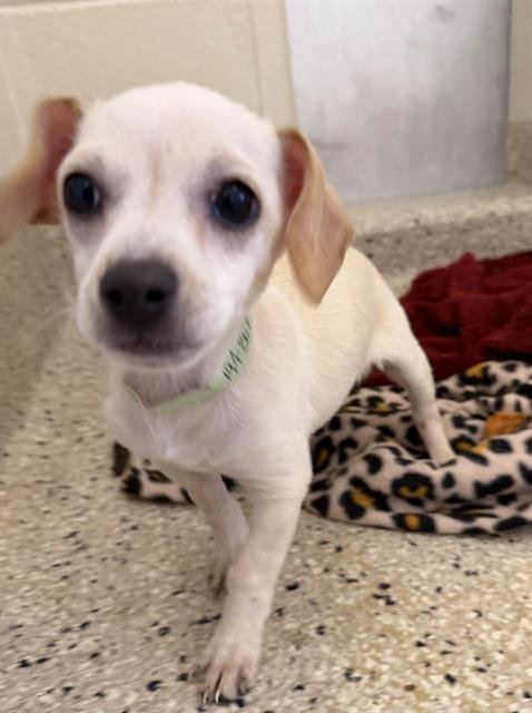*FROGGER - Chihuahua available for adoption