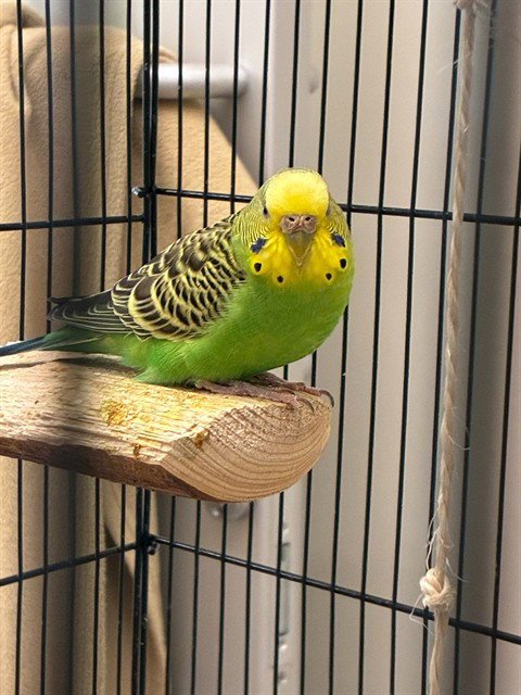 *ECUADOR - Parakeet - Other available for adoption