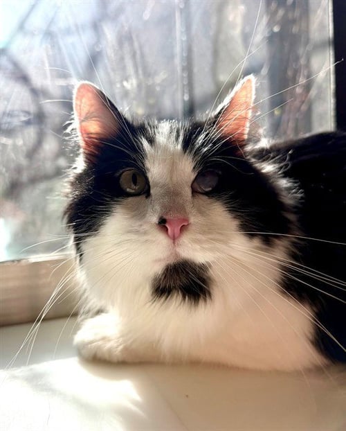 *RAY - Domestic Long Hair available for adoption