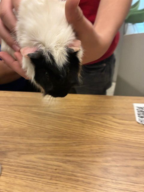 FLUFFY - Guinea Pig available for adoption