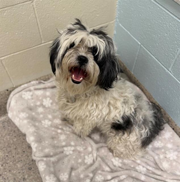 *CORN CHOWDER - Lhasa Apso available for adoption