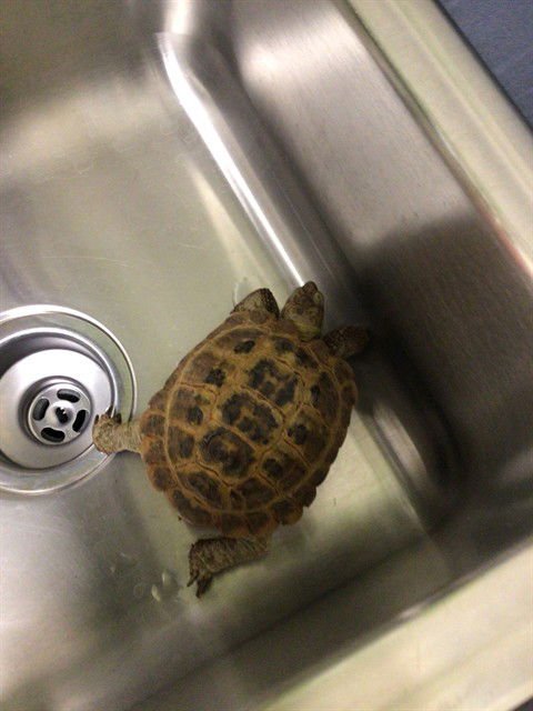 *DERBY - Tortoise available for adoption