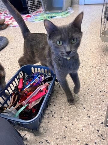 JUDE - Domestic Short Hair available for adoption