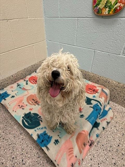 *MUNICH - Poodle (Miniature) available for adoption