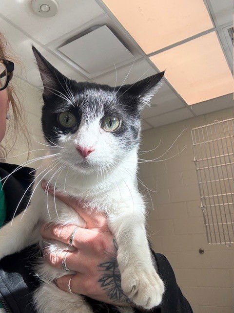 *ZINNIA - Domestic Medium Hair available for adoption