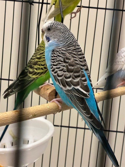 *BRAZIL - Parakeet - Other available for adoption