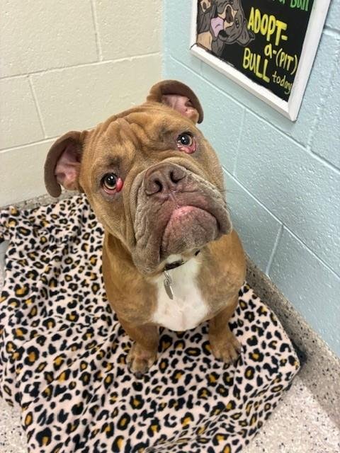 NEMO - American Bulldog available for adoption