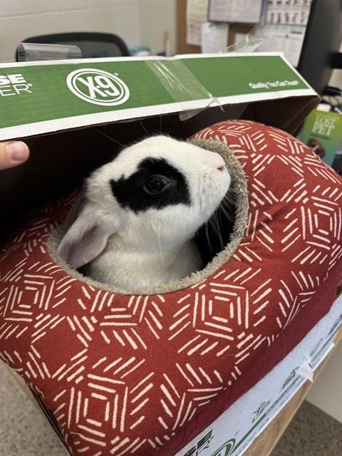 *BUTTER CREAM - Shorthaired Rabbit available for adoption