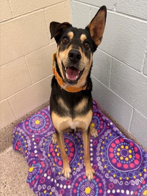 BOWIE - Queensland Heeler available for adoption