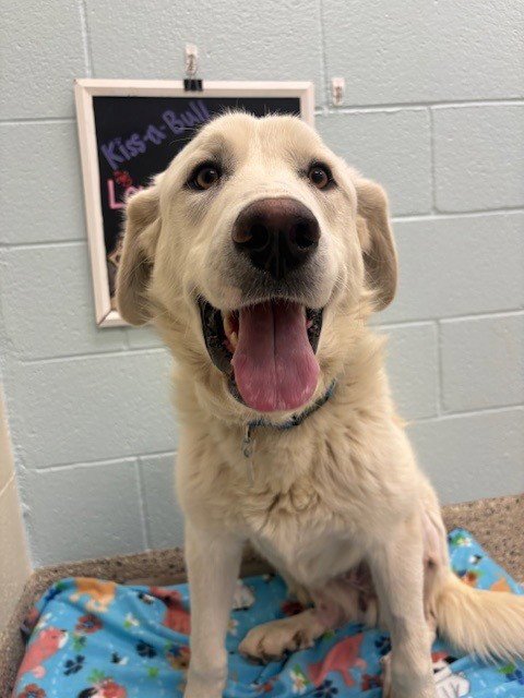 *REMINGTON - Great Pyrenees available for adoption
