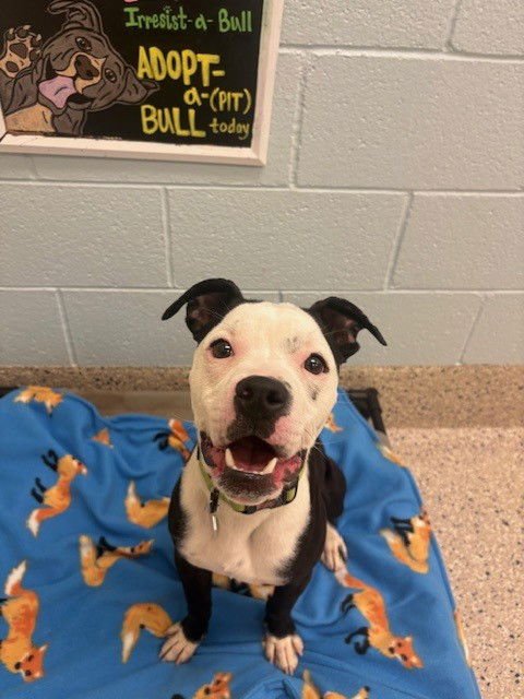 *CURLY FRY - Pit Bull Terrier available for adoption