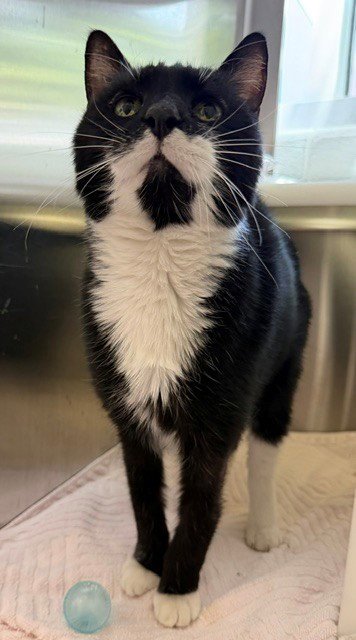 BARRY - Domestic Short Hair available for adoption