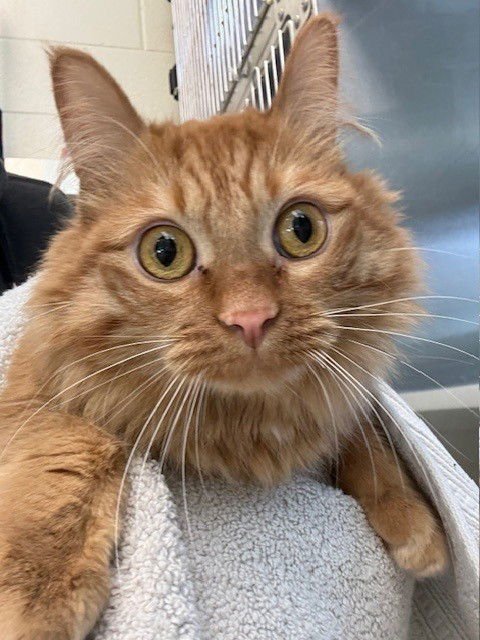 MILA - Domestic Long Hair available for adoption