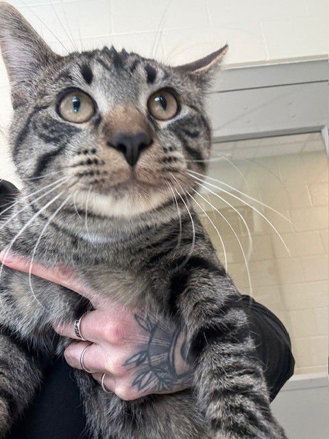 *BILLY - Domestic Short Hair available for adoption